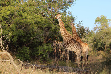 Giraffe / Giraffe / Giraffa camelopardalis