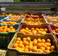 Just picked oval oranges inside boxes during harvest time in Sicily