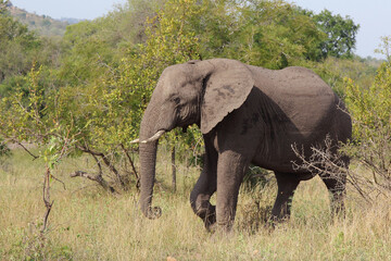 Obraz premium Afrikanischer Elefant / African elephant / Loxodonta africana