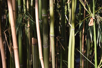 Bambou parc jardin plante automne