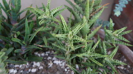 Beautiful Succulents photo