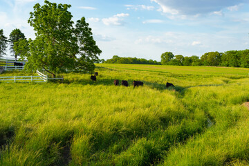 Fototapeta na wymiar Cattle in open grass field.