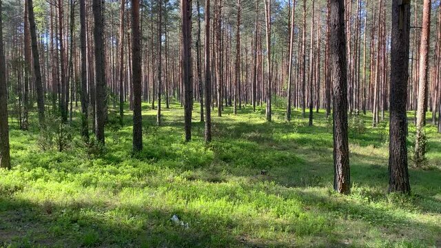 Beautiful summer morning in the forest. Sun rays break through the foliage of magnificent green tree. Magical summer forest. Walking through the forest with large green trees. Summer background UHD 4K