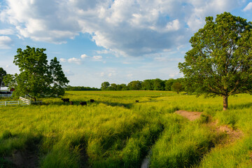 Fototapeta na wymiar Cattle in open grass field.