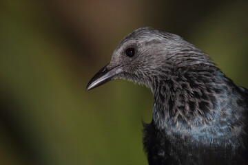 Rotschwingenstar / Red-winged starling / Onychognathus morio.