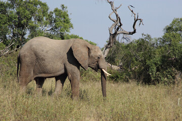 Afrikanischer Elefant / African elephant / Loxodonta africana