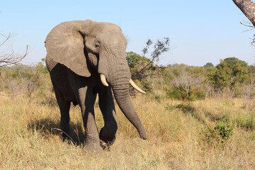 Afrikanischer Elefant / African elephant / Loxodonta africana