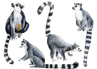 Set of lemurs white background, watercolor illustration, cute animals - obrazy, fototapety, plakaty