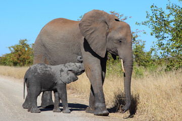 Afrikanischer Elefant / African elephant / Loxodonta africana...