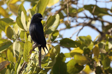 Glanzdrongoschnäpper / Southern black flycatcher / Melaenornis pammelaina