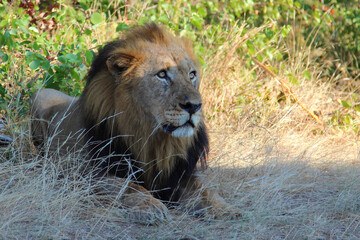 Afrikanischer Löwe / African lion / Panthera leo.