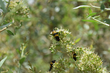 close up of wild insect on flowers. animal bug flora bloom outdoors, ladybug macro nature plant seasonal background wallpaper