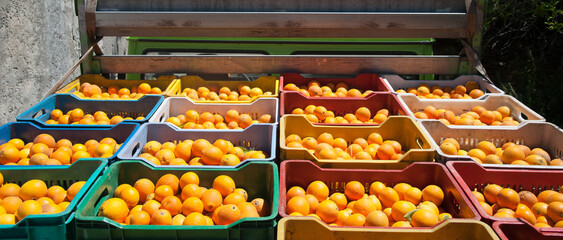 Just picked oval oranges inside boxes during harvest time in Sicily - 437456231