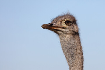 Strau&szlig; / Ostrich / Struthio camelus