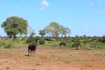 Streifengnu und Schwarzfersenantilope / Blue wildebeest and Impala / Connochaetes taurinus et Aepyceros melampus