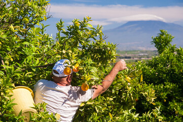 View of some orange trees in a sicilian citrus grove, mount Etna in the background - 437456447