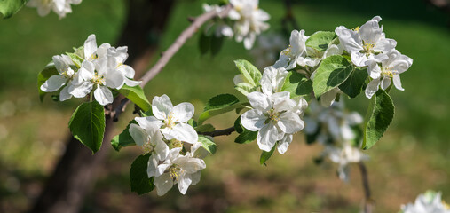 White apple blossoms in the spring garden, backgrund.