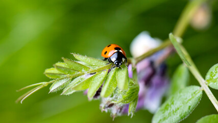 Fototapeta premium A Ladybird on a leaf
