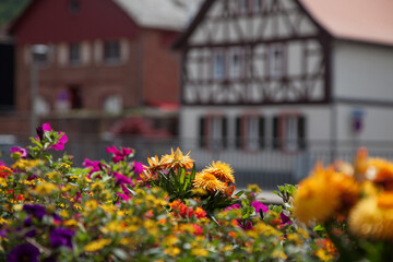 Flowers on the background of a blurred German city with a copy of the space.