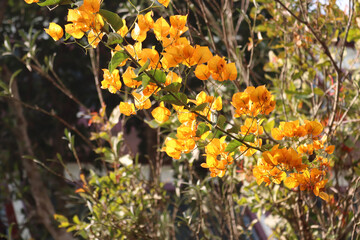 yellow bougainvillea flowers