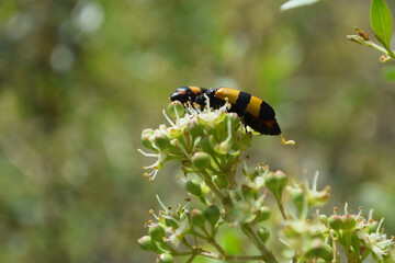 close up of wild insect on flowers. animal bug flora bloom outdoors, ladybug macro nature plant seasonal background wallpaper