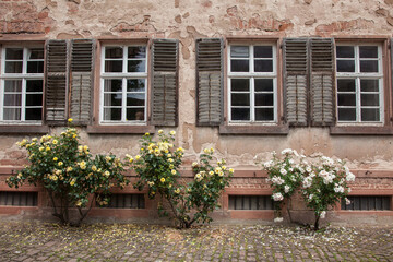 Fototapeta na wymiar Old front house with a lot of white bushes roses