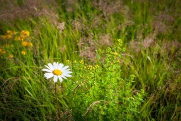 Beautiful field chamomile on a blurred green grass background.