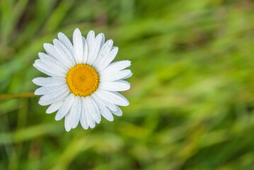 Obraz premium Beautiful field chamomile on a blurred green grass background.