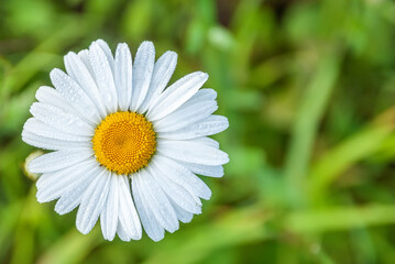 Beautiful field chamomile on a blurred green grass background.
