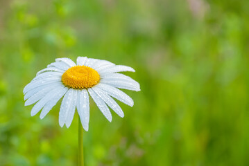 Fototapeta premium Beautiful field chamomile on a blurred green grass background.