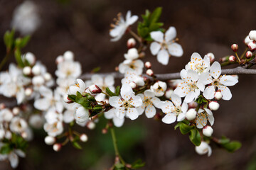 White cherry blossom in spring. Close up