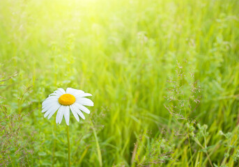 Beautiful field chamomile on a blurred green grass background.