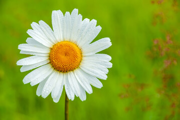 Fototapeta premium Beautiful field chamomile on a blurred green grass background.