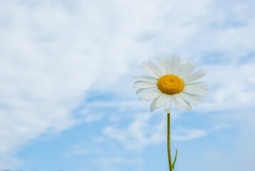 Beautiful field chamomile on a blurred blue sky background
