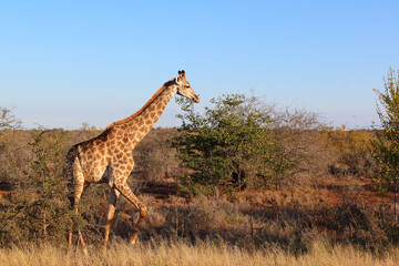Giraffe / Giraffe / Giraffa camelopardalis