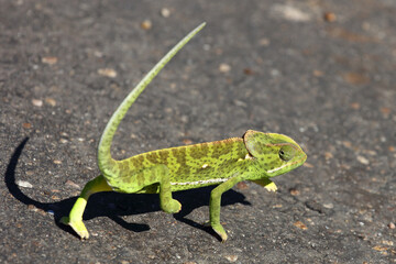Lappenchamäleon / Flap-necked chameleon / Chamaeleo dilepis.
