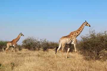 Giraffe / Giraffe / Giraffa camelopardalis