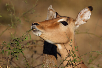 Schwarzfersenantilope / Impala / Aepyceros melampus