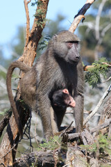 Bärenpavian / Chacma baboon / Papio ursinus.....