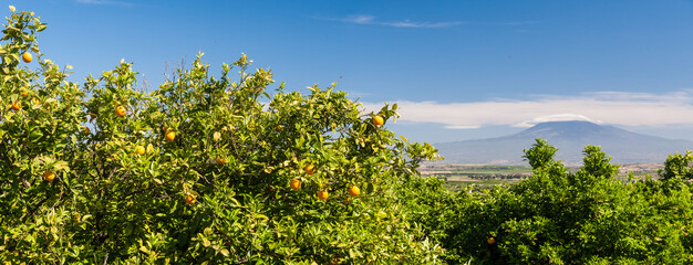 Panoramic view of some orange trees in a sicilian citrus grove, mount Etna in the background
