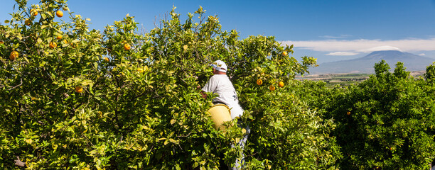 Orange pickers at work in Sicily, mount Etna in the background - 437457647