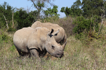 Obraz premium Breitmaulnashorn / Square-lipped rhinoceros / Ceratotherium Simum