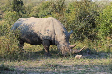 Breitmaulnashorn / Square-lipped rhinoceros / Ceratotherium Simum