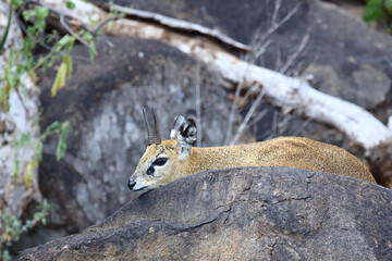 Klippspringer / Klipspringer / Oreotragus oreotragus