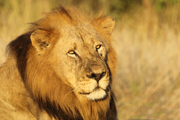 Afrikanischer Löwe / African lion / Panthera leo.