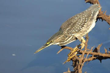 Mangrovenreiher / Green-backed heron / Butorides striatus