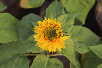 a bloom sunflower in the garden.