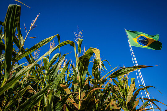 Bandeira do Brasil na fazenda. Milho. Planta&ccedil;&atilde;o de milho