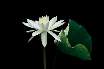 White lotus flower, isolated on black background. Object with clipping path.