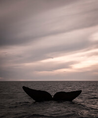 Southern Right whale tail, Puerto Madryn, Patagonia, Argentina